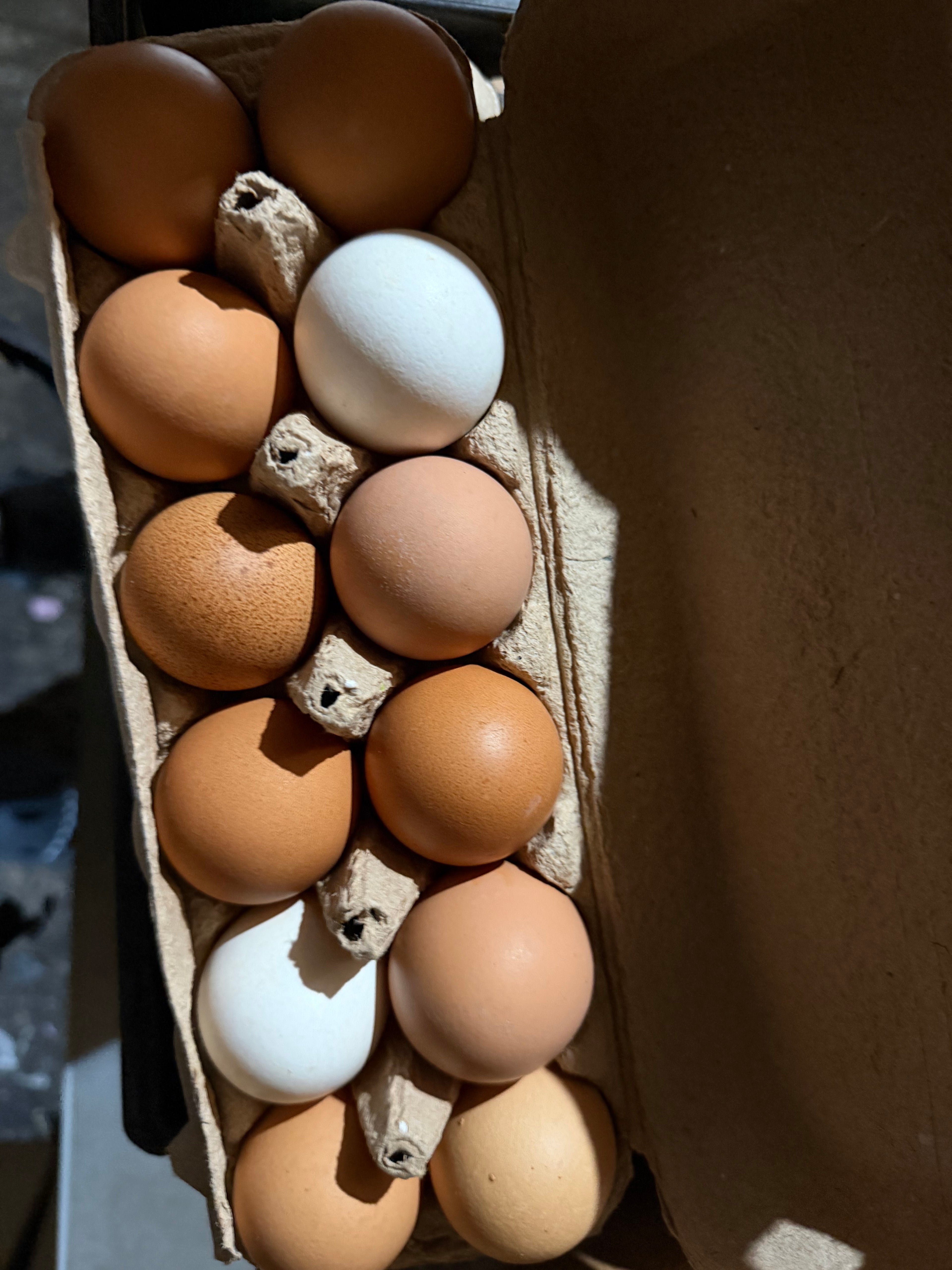 1 Dozen XL Eggs
